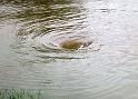 Hochwasser (35)